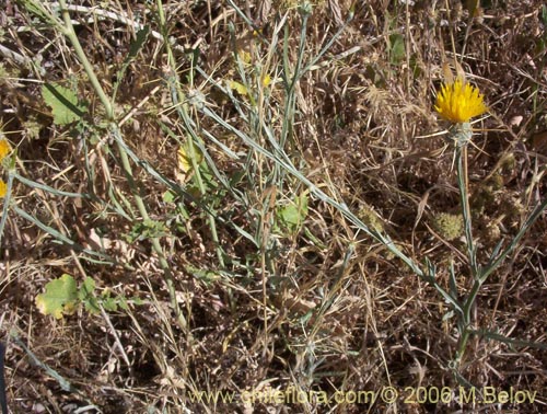 Фотография Centaurea solstitialis (Abrepuño amarillo). Щелкните, чтобы увеличить вырез.