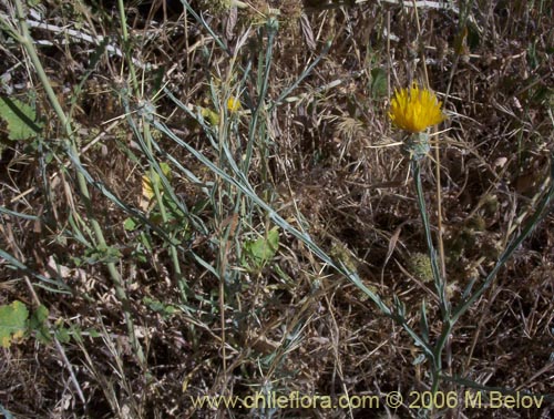 Bild von Centaurea solstitialis (Abrepuño amarillo). Klicken Sie, um den Ausschnitt zu vergrössern.