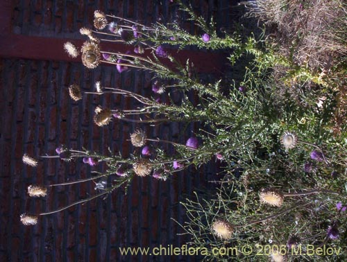 Bild von Cynara cardunculus (Cardo penquero / Cardo de castilla). Klicken Sie, um den Ausschnitt zu vergrössern.