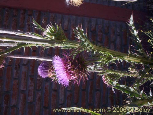 Фотография Cynara cardunculus (Cardo penquero / Cardo de castilla). Щелкните, чтобы увеличить вырез.