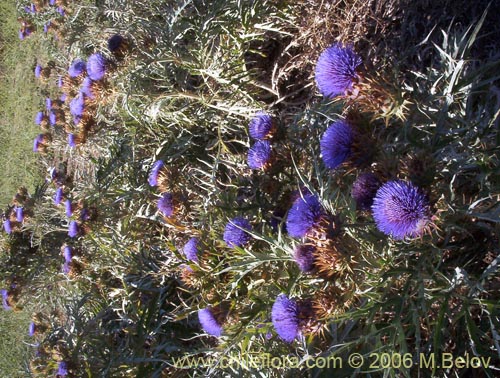 Фотография Cynara cardunculus (Cardo penquero / Cardo de castilla). Щелкните, чтобы увеличить вырез.