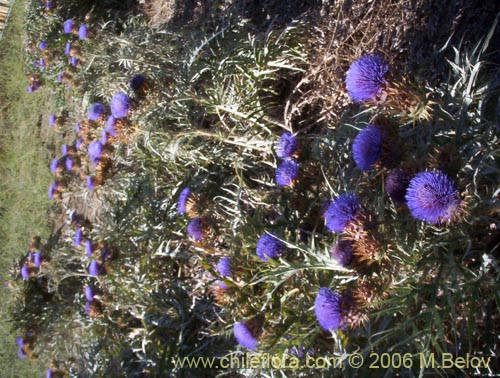 Imágen de Cynara cardunculus (Cardo penquero / Cardo de castilla). Haga un clic para aumentar parte de imágen.