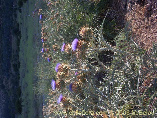 Фотография Cynara cardunculus (Cardo penquero / Cardo de castilla). Щелкните, чтобы увеличить вырез.