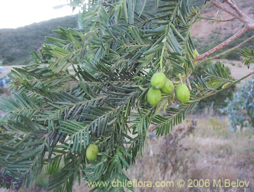 Image of Prumnopitys andina (Lleuque / Uva de cordillera). Click to enlarge parts of image.