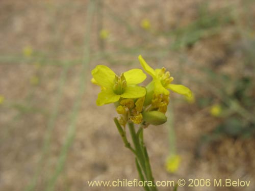 Image of Brassica campestris (Yuyo). Click to enlarge parts of image.