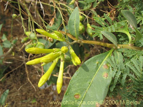 Cestrum parqui的照片