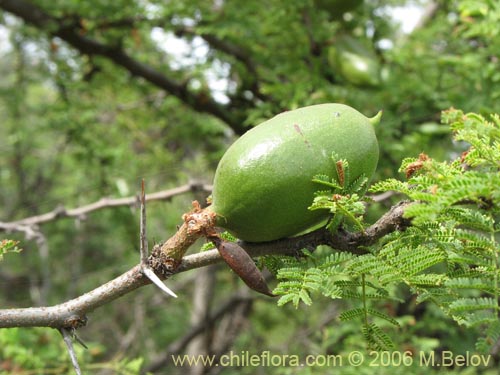 Image of Acacia caven (Espino / Aromo). Click to enlarge parts of image.