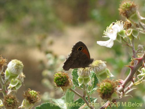 Rubus ulmifolius的照片