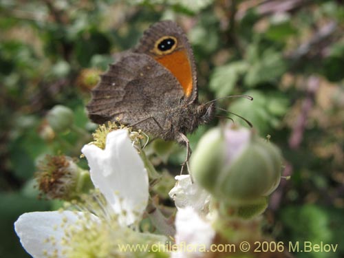 Bild von Rubus ulmifolius (Zarzamora / Mora). Klicken Sie, um den Ausschnitt zu vergrössern.