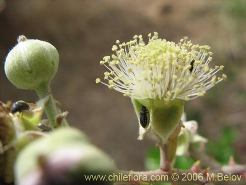 Imágen de Rubus ulmifolius (Zarzamora / Mora). Haga un clic para aumentar parte de imágen.