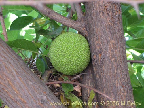 Фотография Maclura pomifera (Maclura / Naranjo de los Osage). Щелкните, чтобы увеличить вырез.