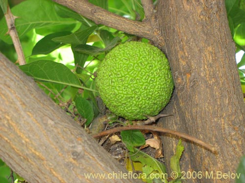 Bild von Maclura pomifera (Maclura / Naranjo de los Osage). Klicken Sie, um den Ausschnitt zu vergrössern.