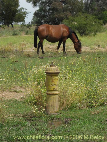 An image of a horse grazing on a small field in Santiago.