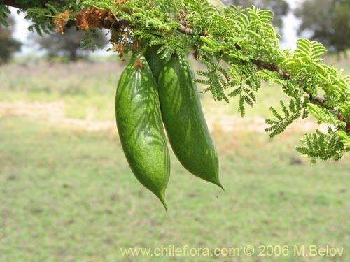 Imágen de Acacia caven (Espino / Aromo). Haga un clic para aumentar parte de imágen.