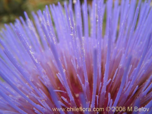 Imágen de Cynara cardunculus (Cardo penquero / Cardo de castilla). Haga un clic para aumentar parte de imágen.