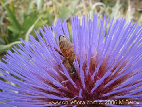 Фотография Cynara cardunculus (Cardo penquero / Cardo de castilla). Щелкните, чтобы увеличить вырез.