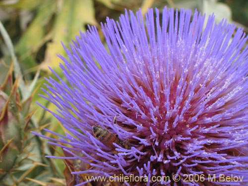 Imágen de Cynara cardunculus (Cardo penquero / Cardo de castilla). Haga un clic para aumentar parte de imágen.