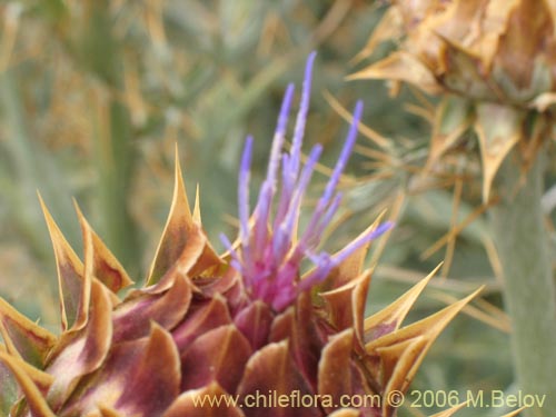 Bild von Cynara cardunculus (Cardo penquero / Cardo de castilla). Klicken Sie, um den Ausschnitt zu vergrössern.