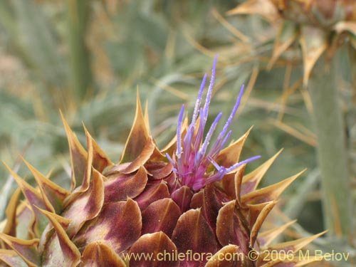 Bild von Cynara cardunculus (Cardo penquero / Cardo de castilla). Klicken Sie, um den Ausschnitt zu vergrössern.