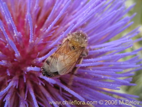 Imágen de Cynara cardunculus (Cardo penquero / Cardo de castilla). Haga un clic para aumentar parte de imágen.