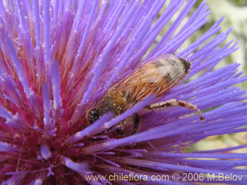 Imágen de Cynara cardunculus (Cardo penquero / Cardo de castilla). Haga un clic para aumentar parte de imágen.