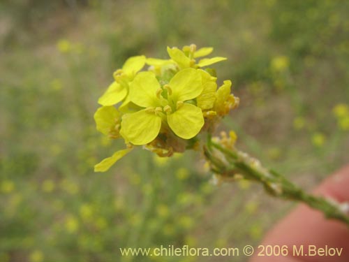 Imágen de Brassica campestris (Yuyo). Haga un clic para aumentar parte de imágen.