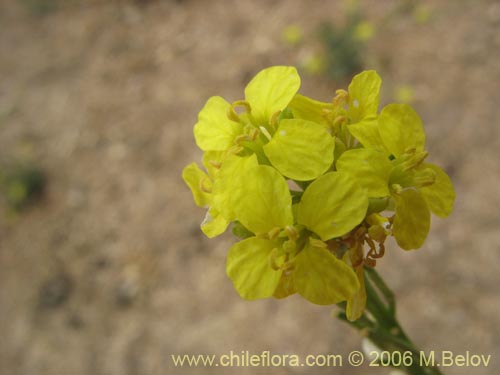 Imágen de Brassica campestris (Yuyo). Haga un clic para aumentar parte de imágen.