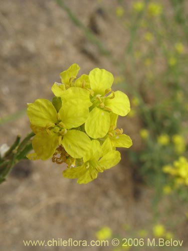 Imágen de Brassica campestris (Yuyo). Haga un clic para aumentar parte de imágen.