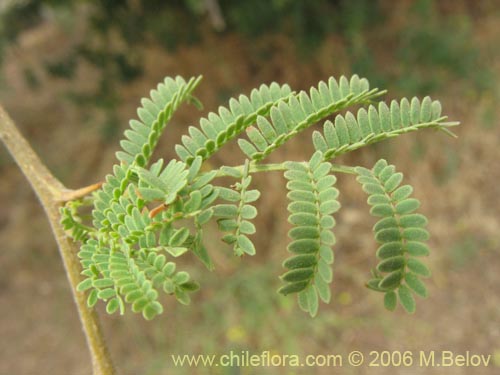 Acacia caven的照片