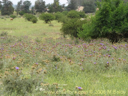 Bild von Cynara cardunculus (Cardo penquero / Cardo de castilla). Klicken Sie, um den Ausschnitt zu vergrössern.