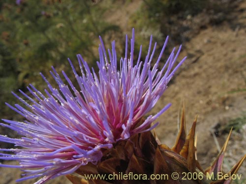 Bild von Cynara cardunculus (Cardo penquero / Cardo de castilla). Klicken Sie, um den Ausschnitt zu vergrössern.