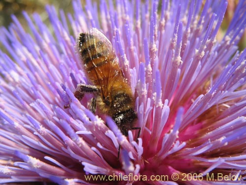 Фотография Cynara cardunculus (Cardo penquero / Cardo de castilla). Щелкните, чтобы увеличить вырез.