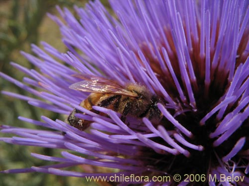 Imágen de Cynara cardunculus (Cardo penquero / Cardo de castilla). Haga un clic para aumentar parte de imágen.