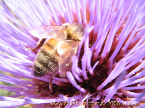 Фотография Cynara cardunculus (Cardo penquero / Cardo de castilla). Щелкните, чтобы увеличить вырез.