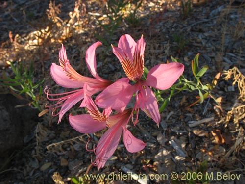 Bild von Alstroemeria presliana ssp. presliana (Alstroemeria). Klicken Sie, um den Ausschnitt zu vergrössern.
