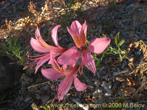 Alstroemeria presliana ssp. preslianaの写真