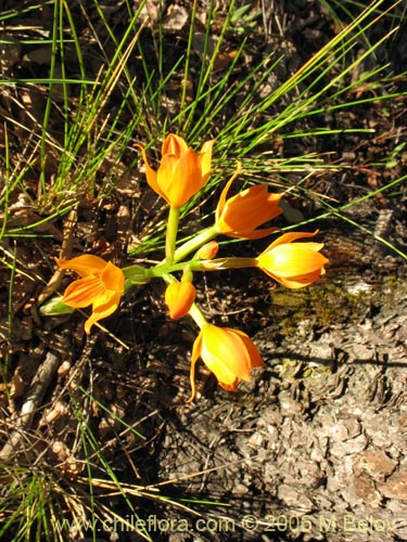 Image of Chloraea nudilabia (). Click to enlarge parts of image.