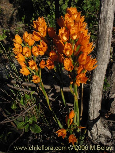 Image of Chloraea nudilabia (). Click to enlarge parts of image.