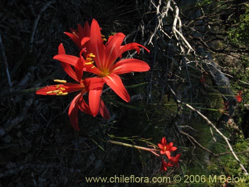 Bild von Rhodophiala splendens (Añañuca esplendorosa). Klicken Sie, um den Ausschnitt zu vergrössern.