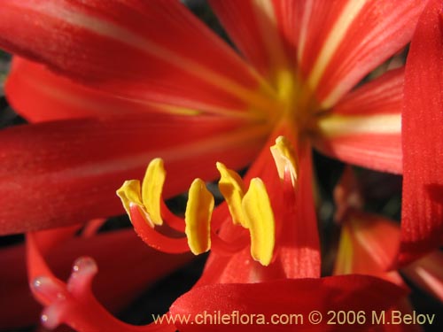 Image of Rhodophiala splendens (Añañuca esplendorosa). Click to enlarge parts of image.