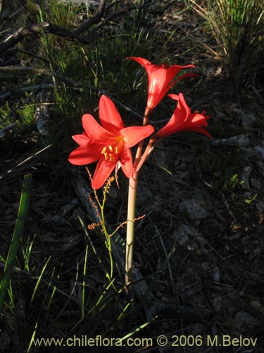 Image of Rhodophiala splendens (Añañuca esplendorosa). Click to enlarge parts of image.