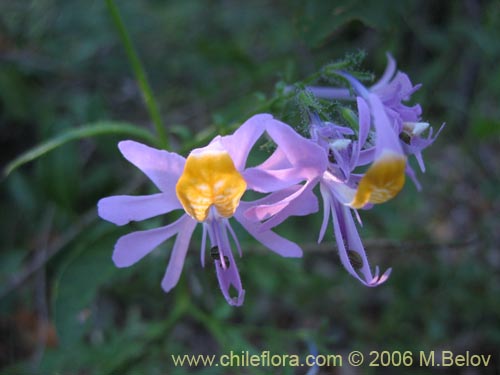 Schizanthus hookerii的照片