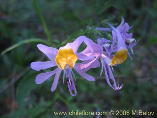 Image of Schizanthus hookerii (Mariposita). Click to enlarge parts of image.