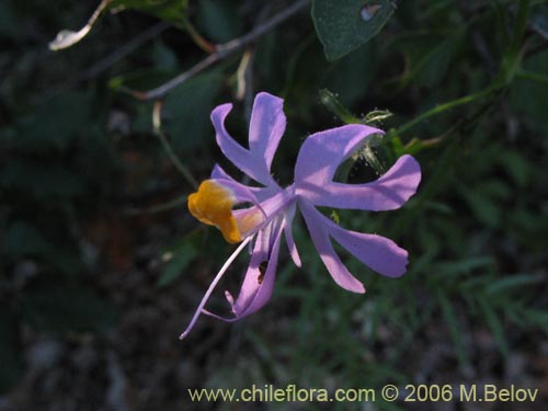 Image of Schizanthus hookerii (Mariposita). Click to enlarge parts of image.