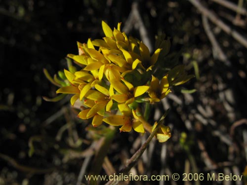 Image of Quinchamalium chilense (Quinchamali). Click to enlarge parts of image.