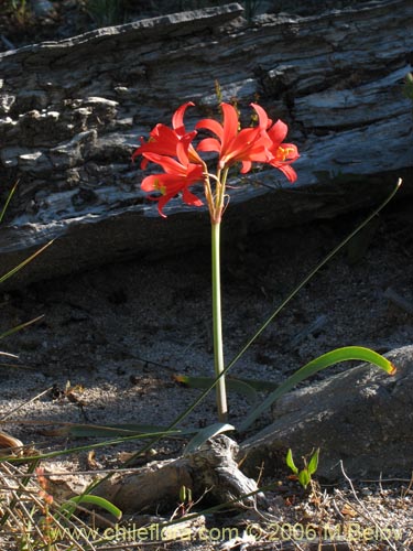 Imágen de Rhodophiala splendens (Añañuca esplendorosa). Haga un clic para aumentar parte de imágen.