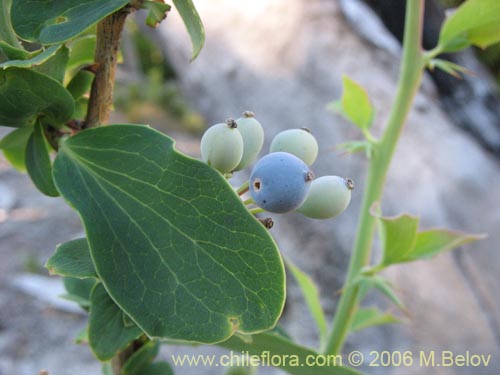 Image of Berberis rotundifolia (Michay / Calafate). Click to enlarge parts of image.