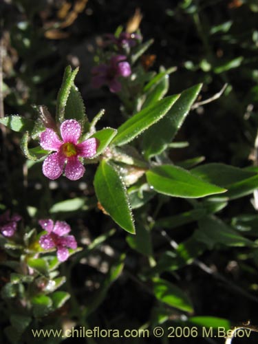 Melosperma andicolaの写真