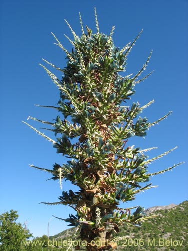 Imágen de Puya berteroniana (Puya / Chagual / Cardon / Magüey). Haga un clic para aumentar parte de imágen.