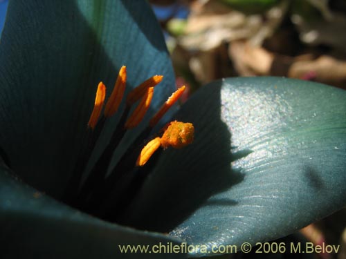 Image of Puya berteroniana (Puya / Chagual / Cardon / Magüey). Click to enlarge parts of image.